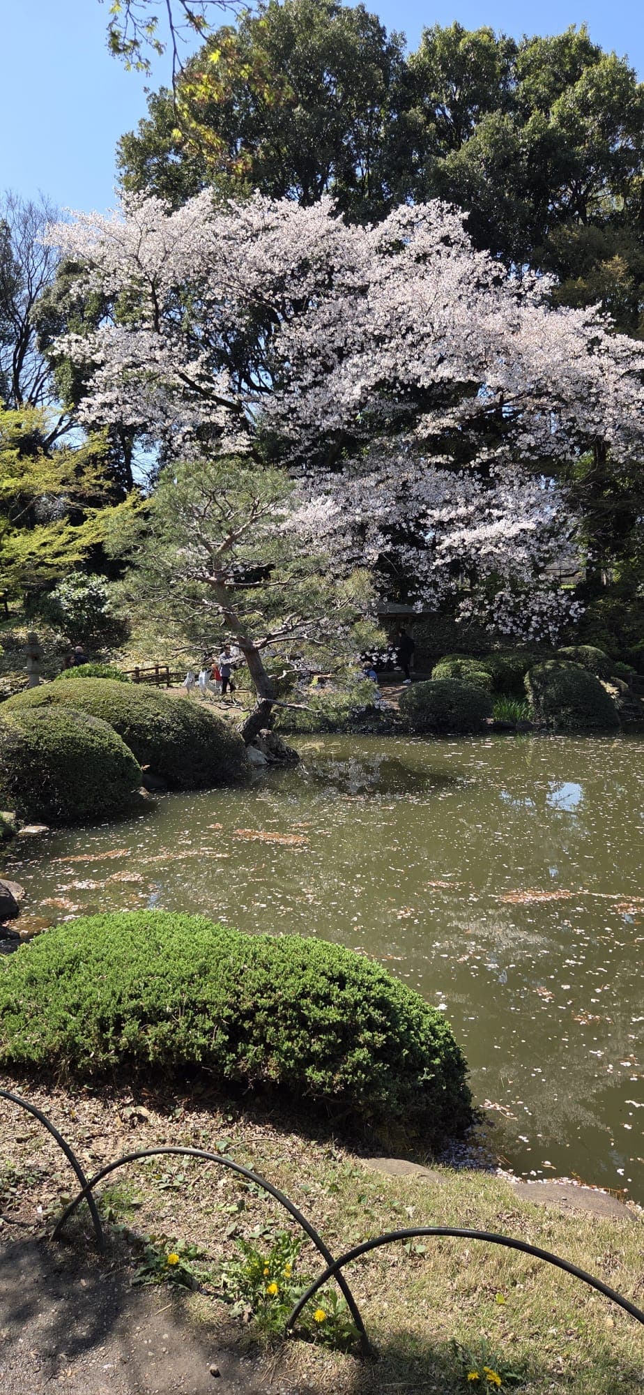 Japan 2026 — 7
