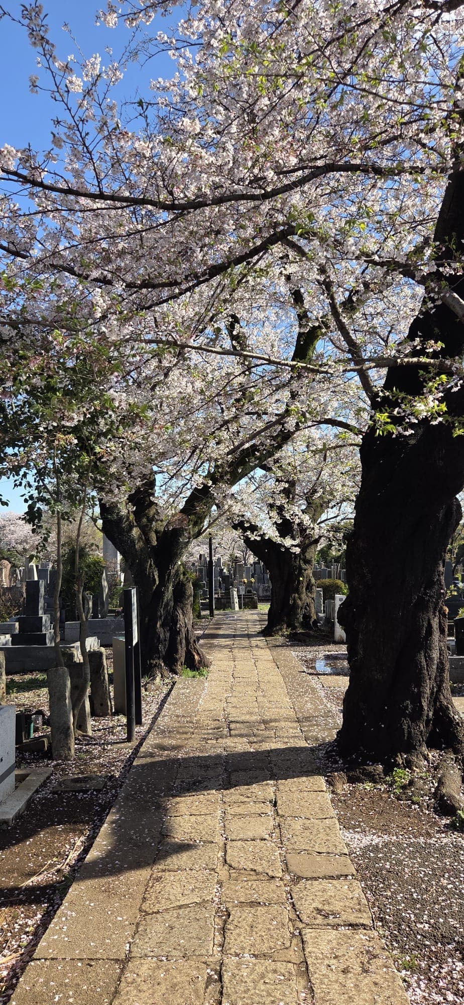 Japan 2026 — 40